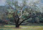 Tuin in Aduard