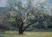 Tuin in Aduard