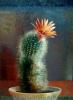 Bloeiende cactus